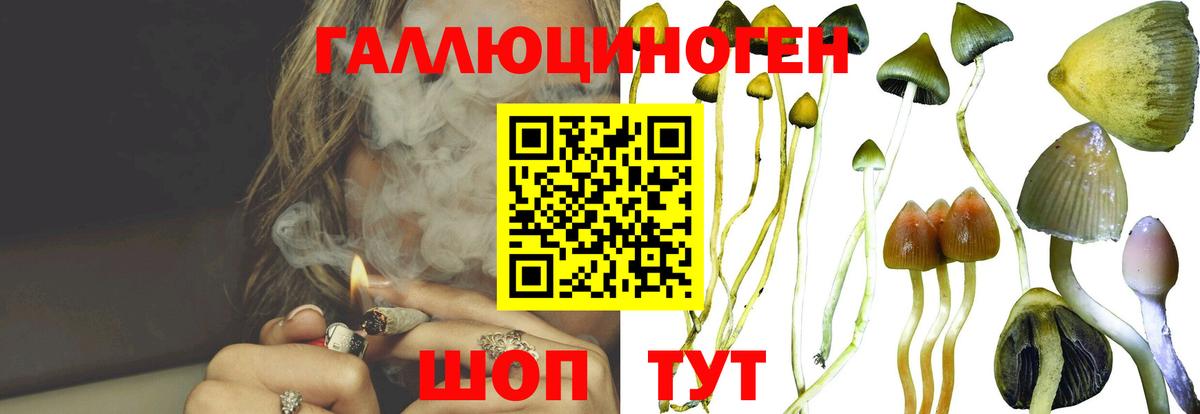 Псилоцибиновые грибы Psilocybine cubensis Димитровград